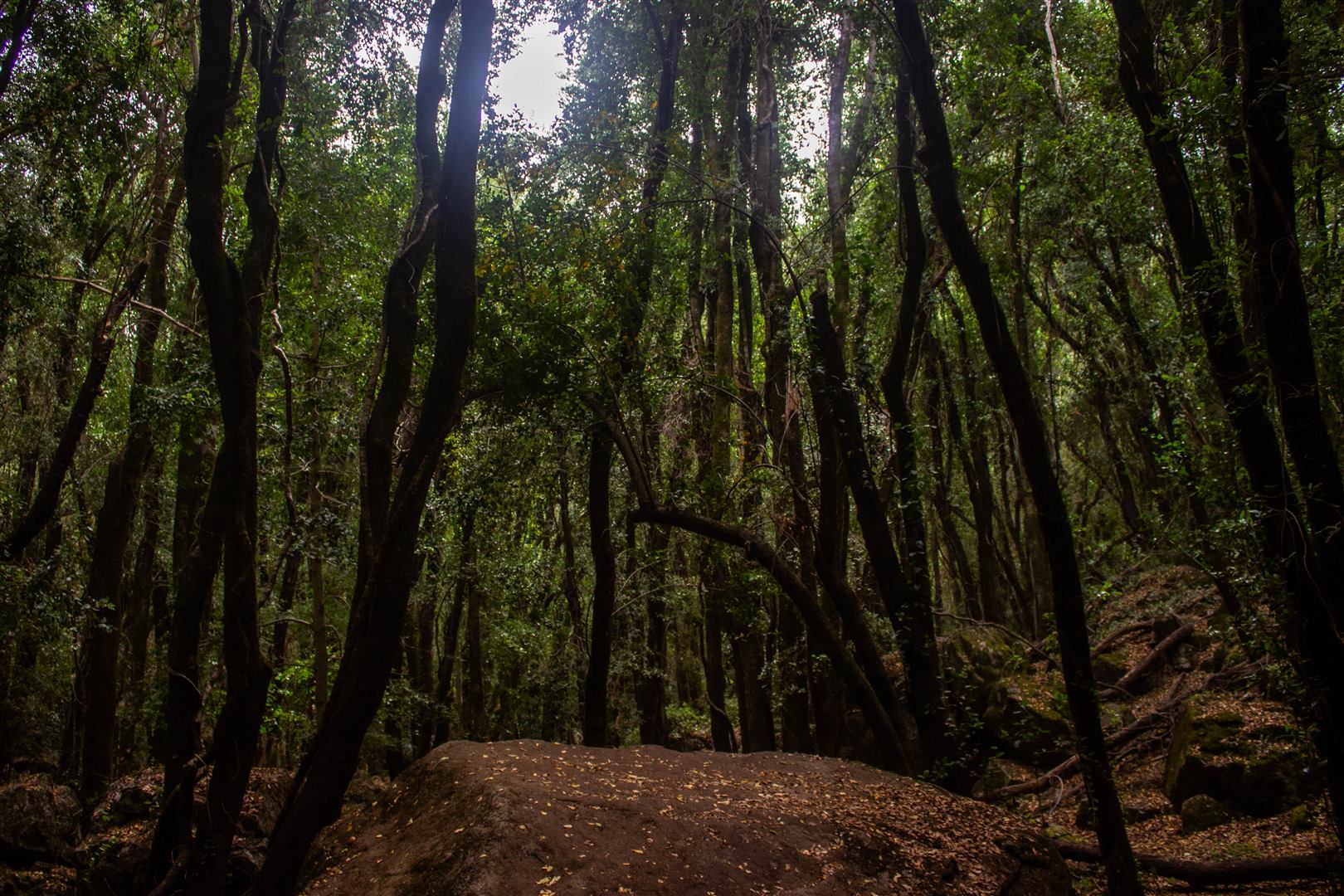 🍂 Otoño en el Área de Conservación Bellotos del Sur 🌿