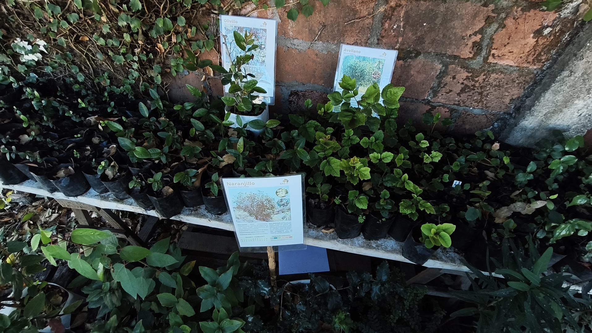 ¿Sabías que al llevarte un árbol nativo estás educando a las futuras generaciones? 🌿💚 En Fundación Altué cuidamos cada brote desde la semilla.